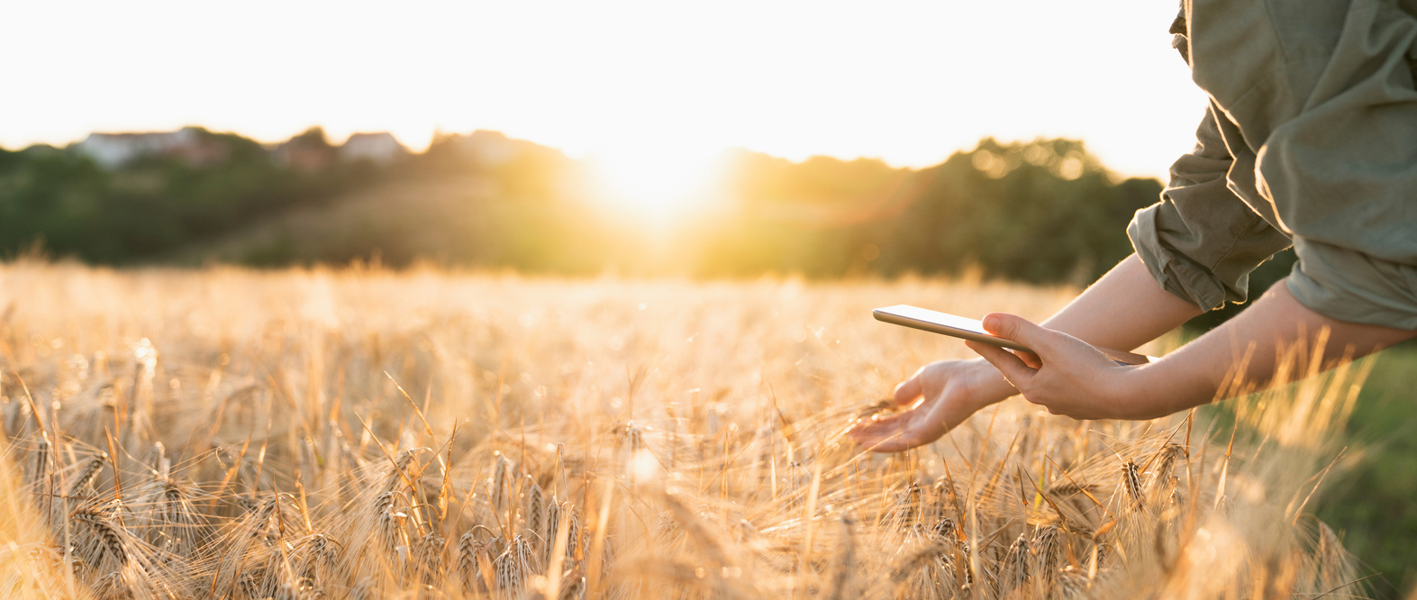 How Real-Time Soil Data Is Transforming Irrigation Scheduling