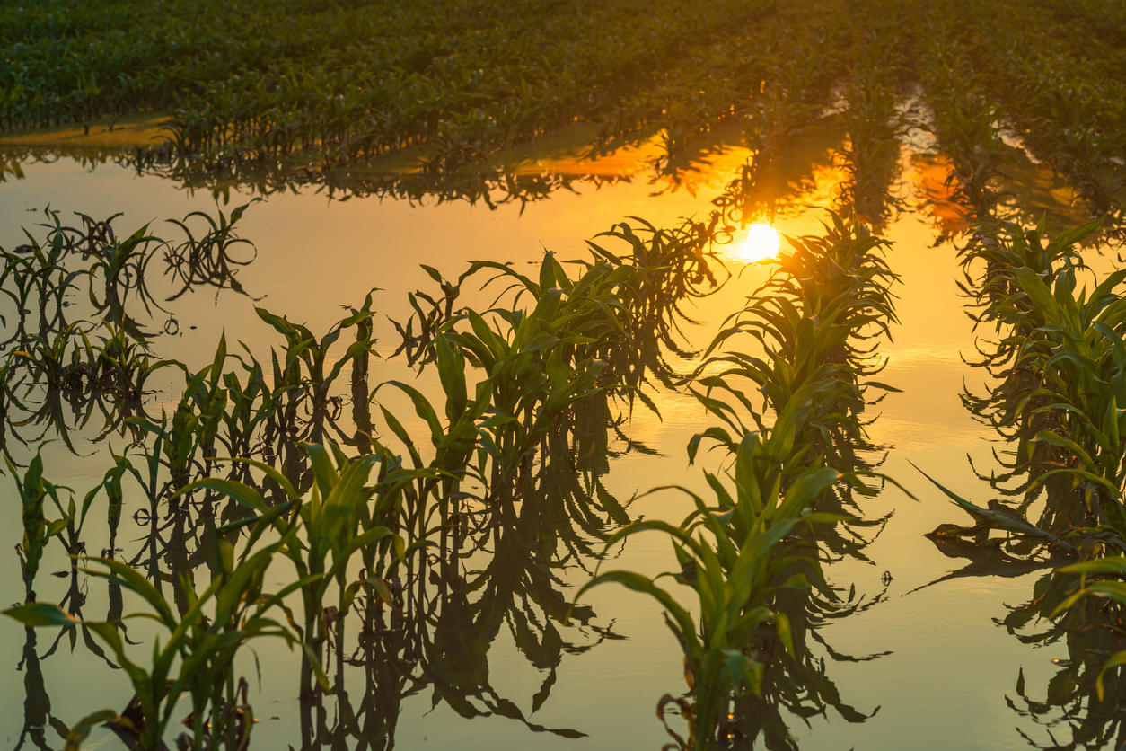 Nitrogen Leaching is a Timing Problem